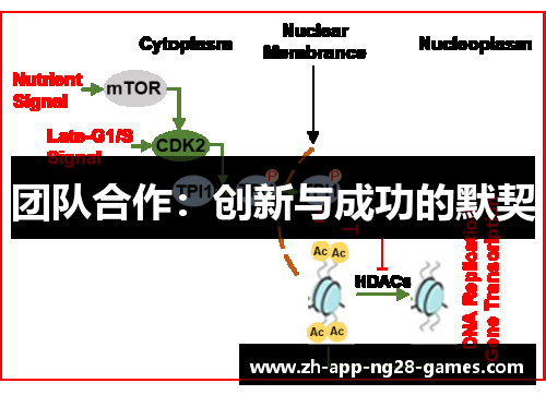 团队合作:创新与成功的默契 团队合作:创新与成功的默契